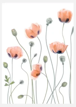 Poppies Canvastavla (30x40 cm)