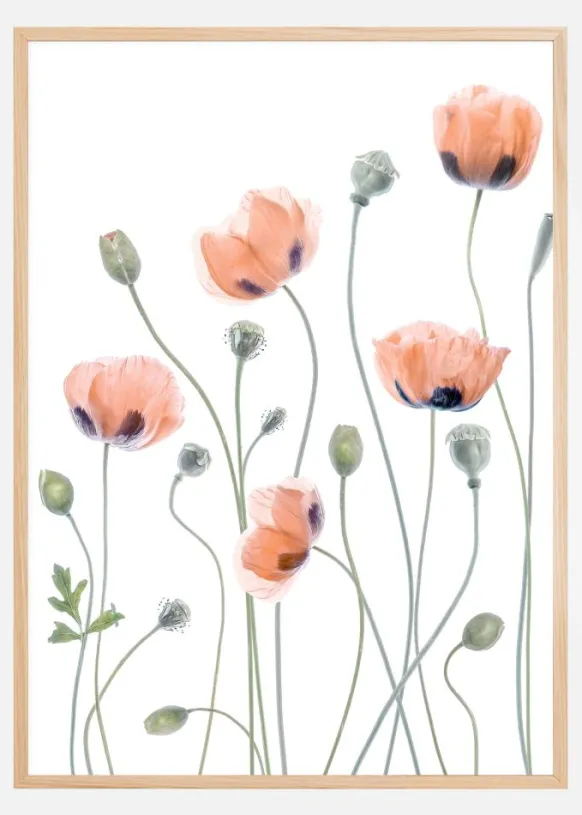 Poppies Poster (21x29.7 cm (A4))