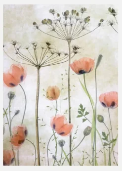 Poppy Meadow Canvastavla (30x40 cm)