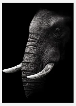 Portrait Elephant Canvastavla (30x40 cm)