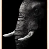 Portrait Elephant Poster (21x29.7 cm (A4))