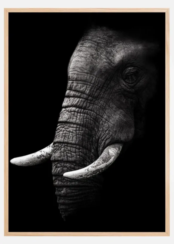 Portrait Elephant Poster (21x29.7 cm (A4))