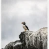 Puffin Canvastavla (30x40 cm)