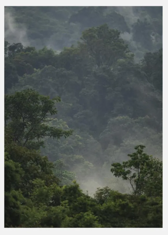 Rainforest Canvastavla (30x40 cm)