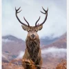 Red Deer In The Mountains Canvastavla (30x40 cm)