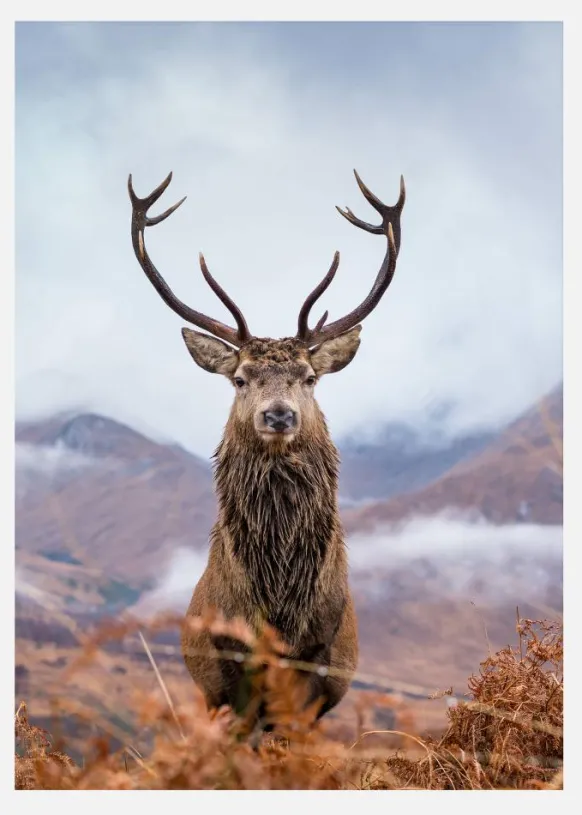 Red Deer In The Mountains Canvastavla (30x40 cm)