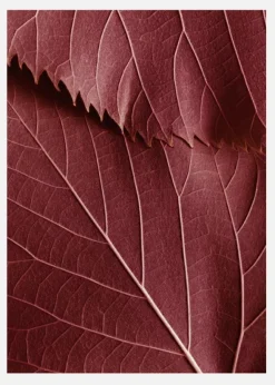 Red Leaves Canvastavla (30x40 cm)