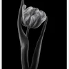 Rembrandt Tulip Canvastavla (30x40 cm)