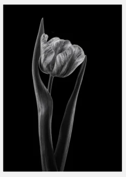 Rembrandt Tulip Canvastavla (30x40 cm)