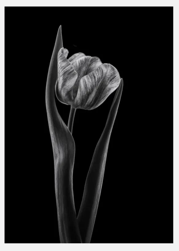 Rembrandt Tulip Canvastavla (30x40 cm)