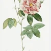 Rose Canvastavla (30x40 cm)