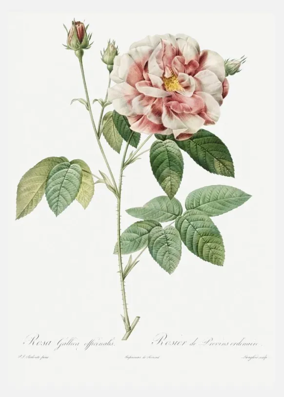 Rose Canvastavla (30x40 cm)