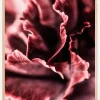Rose petals Poster (21x29.7 cm (A4))