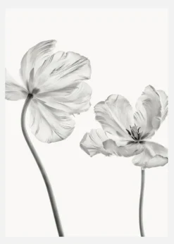 Same Tulip Front And Backview Canvastavla (30x40 cm)