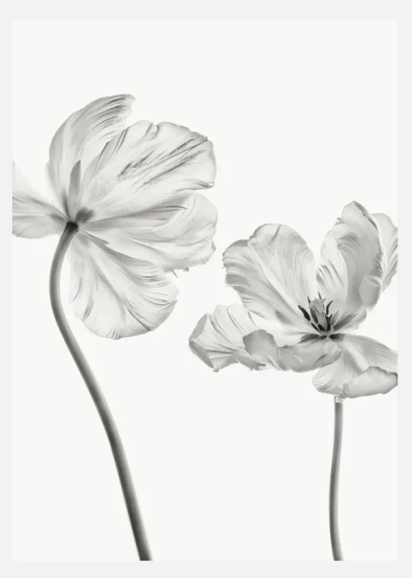 Same Tulip Front And Backview Canvastavla (30x40 cm)
