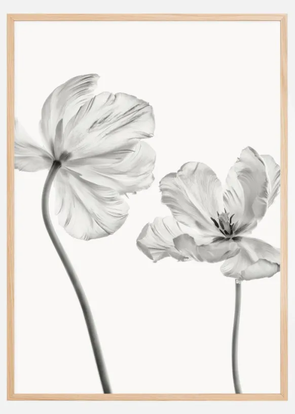 Same tulipfront and backview Poster (21x29.7 cm (A4))