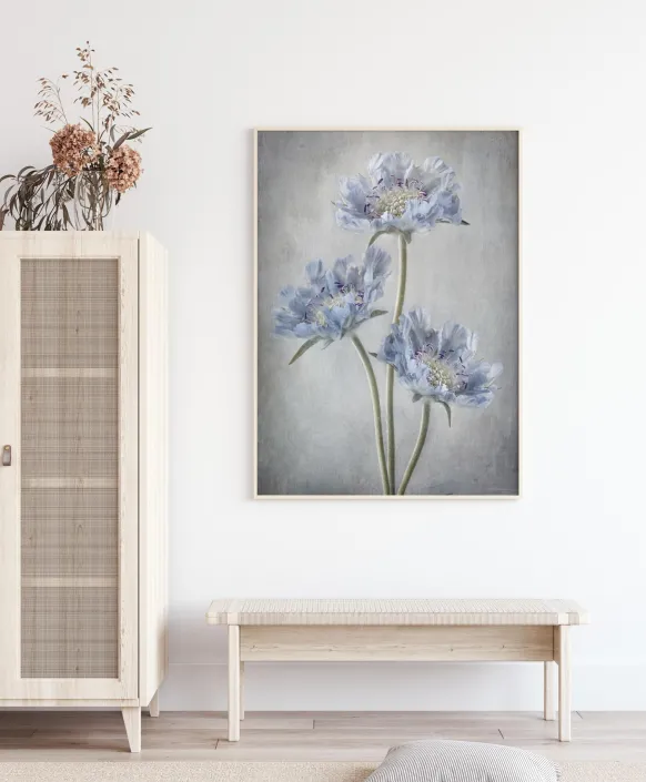 Scabiosa Poster (21x29.7 cm (A4))
