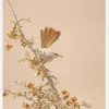 Scrub Warbler Canvastavla (30x40 cm)