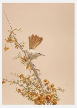 Scrub Warbler Canvastavla (30x40 cm)