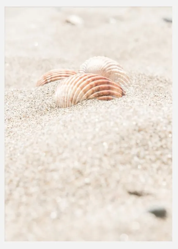 Seashell Beach Canvastavla (30x40 cm)
