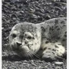 Seel Canvastavla (30x40 cm)