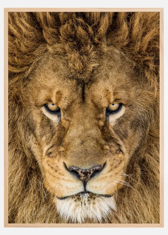 Serious Lion Poster (21x29.7 cm (A4))