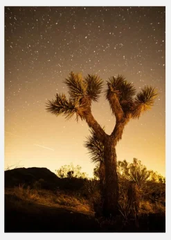Shooting Stars Canvastavla (30x40 cm)