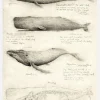 Sketches Of Various Whale Canvastavla (30x40 cm)