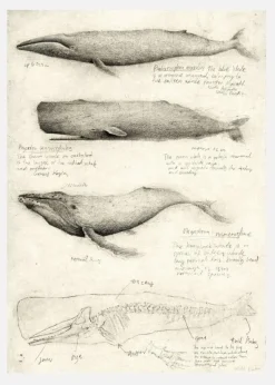 Sketches Of Various Whale Canvastavla (30x40 cm)