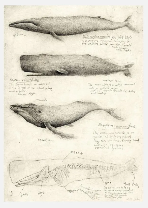Sketches Of Various Whale Canvastavla (30x40 cm)