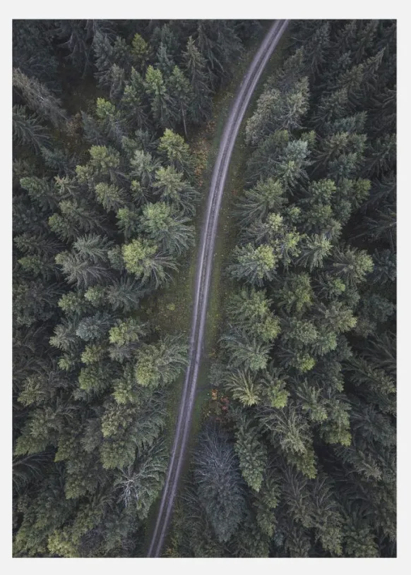 Small Road Through The Forest Canvastavla (30x40 cm)