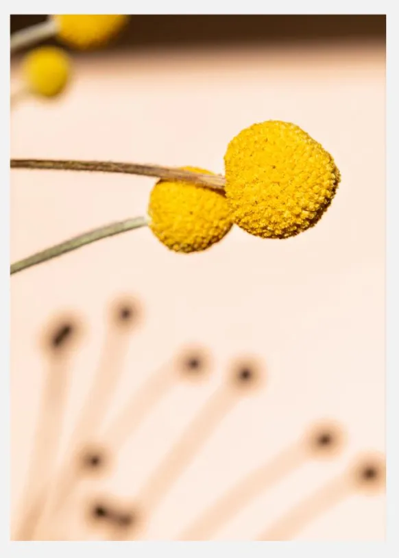 Small Yellow Flowers Canvastavla (30x40 cm)