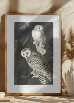 Snowy Owl From Birds of America (1827) Poster (21x29.7 cm (A4))