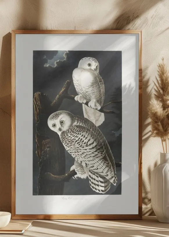 Snowy Owl From Birds of America (1827) Poster (21x29.7 cm (A4))