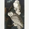 Snowy Owl From Birds Of America (1827) Canvastavla (30x40 cm)