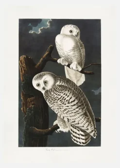 Snowy Owl From Birds Of America (1827) Canvastavla (30x40 cm)