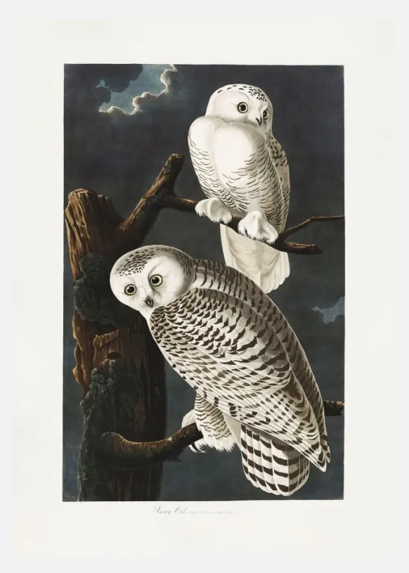 Snowy Owl From Birds Of America (1827) Canvastavla (30x40 cm)