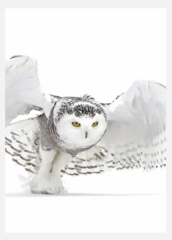 Snowy Owl Jazz Wings Canvastavla (30x40 cm)