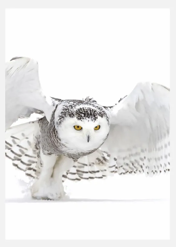 Snowy Owl Jazz Wings Canvastavla (30x40 cm)