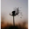 Spread The Seeds Canvastavla (30x40 cm)