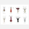 Squids Canvastavla (30x40 cm)