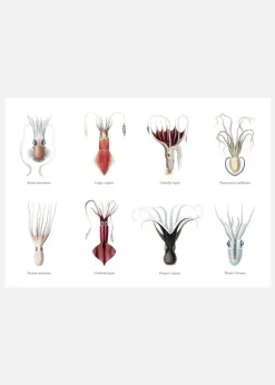 Squids Canvastavla (30x40 cm)