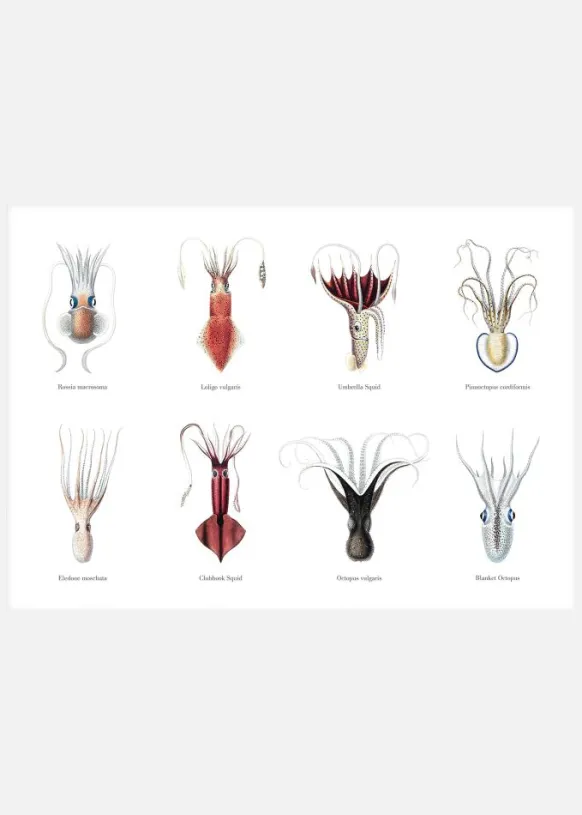 Squids Canvastavla (30x40 cm)