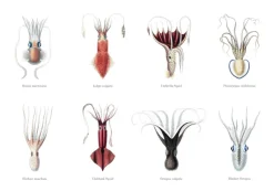 Squids Poster (21x29.7 cm (A4))