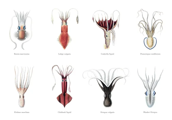 Squids Poster (21x29.7 cm (A4))