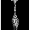 Stunning Giraffe Canvastavla (30x40 cm)