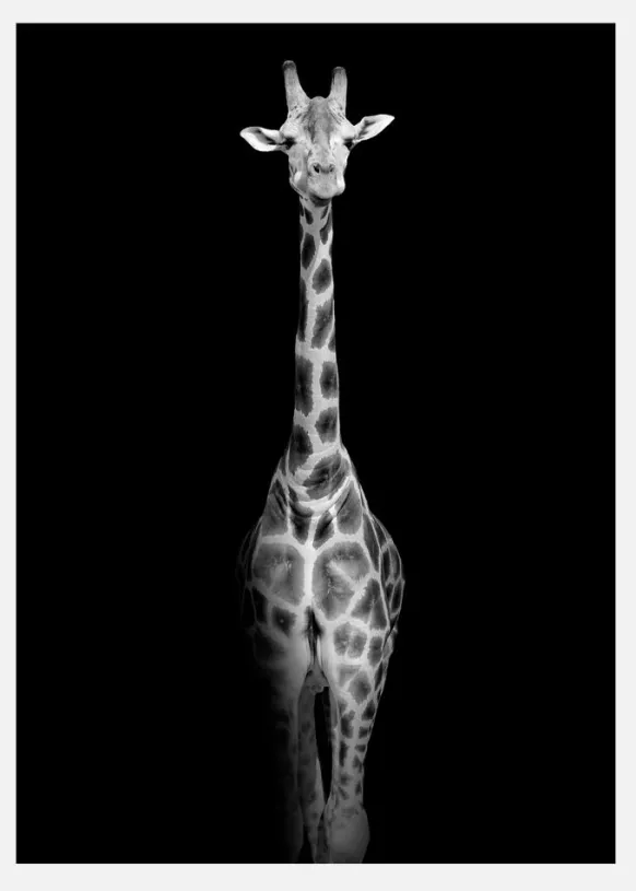 Stunning Giraffe Canvastavla (30x40 cm)