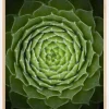 Succulent Poster (21x29.7 cm (A4))