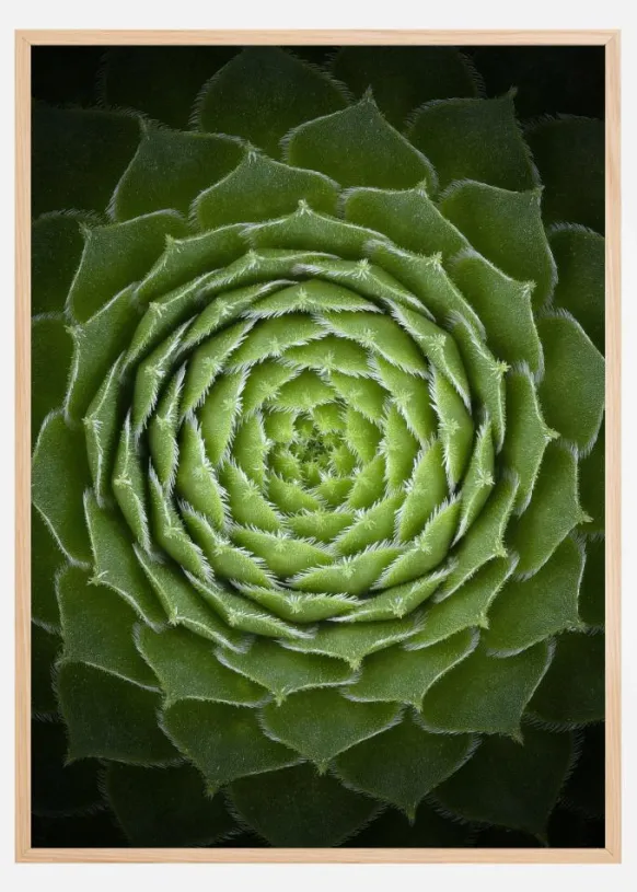 Succulent Poster (21x29.7 cm (A4))