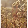 Summer Evening Canvastavla (30x40 cm)
